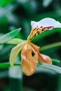 Paphiopedilum gratrixianum is an orchid in the genus Paphiopedilum.