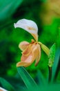 Paphiopedilum gratrixianum is an orchid in the genus Paphiopedilum.