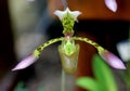 Paphiopedilum haynaldianum, Haynald`s Paphiopedilum, epiphyte and geopyte,