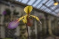 Paphiopedilum haynaldianum Orchid