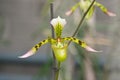 Paphiopedilum haynaldianum