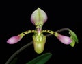 Paphiopedilum haynaldianum - slipper orchid