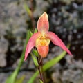 Paphiopedilum Helenae Charlie orchid