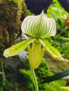 Paphiopedilum Hennisianum flower stock photo