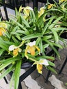 Paphiopedilum insigne orchid flowers.