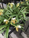Paphiopedilum insigne orchid flowers.
