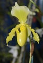 Paphiopedilum insigne x primulinum Royalty Free Stock Photo