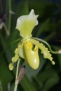 Paphiopedilum insigne x primulinum Royalty Free Stock Photo