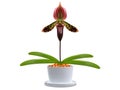 Paphiopedilum