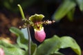 Paphiopedilum liemianum (Lady's Slipper Orchid) Royalty Free Stock Photo