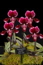 Paphiopedilum Maudiae Black Jack