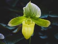 Paphiopedilum Maudiae 'Green'