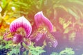 Paphiopedilum maudiae hybrid orchid with made with color filters