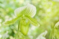 Paphiopedilum Maudiae, Lady's Slipper Orchid Flower on Blurred Greenery Natural Background