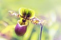 Dreamy Venus slipper orchid flower close up