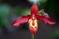 Paphiopedilum Orchid Royalty Free Stock Photo