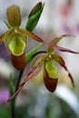 Paphiopedilum Orchid