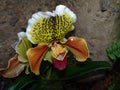 Paphiopedilum orchid against rock background Royalty Free Stock Photo