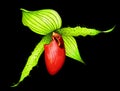 Paphiopedilum orchid on black background. Watercolor illustration of exotic tropical flower.