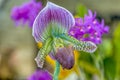 Paphiopedilum orchid close up