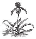 Paphiopedilum Orchid or Paphiopedilum exul, vintage engraving