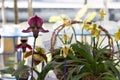 Paphiopedilum, Orchid flower in the garden , nature background or wallpaper