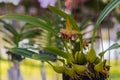 Paphiopedilum, Orchid flower in the garden , nature background or wallpaper