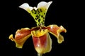 Paphiopedilum orchid (Lady's slipper) on black