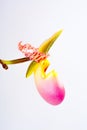 Paphiopedilum orchid