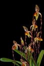 Paphiopedilum Orchid Plant