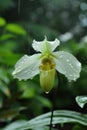 Paphiopedilum orchid in the rain, White as jade