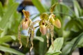 Paphiopedilum Orchid.