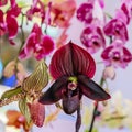 Paphiopedilum orchid species of orchid