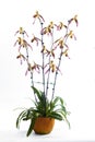 Paphiopedilum orchids flower.