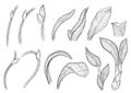 Paphiopedilum orchids leaves by hand drawing.