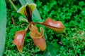 Paphiopedilum Common in Southeast Asia Royalty Free Stock Photo