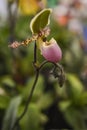 Paphiopedilum primulinum Orchid Royalty Free Stock Photo