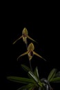 Paphiopedilum rothschildianum in bloom on black with copy space Royalty Free Stock Photo