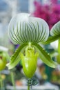 Paphiopedilum In Shape Orchid