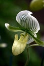 Paphiopedilum usitanum Royalty Free Stock Photo