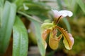 Paphiopedilum villosum (Lindl.) Stein flower