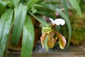 Paphiopedilum villosum (Lindl.) Stein flower