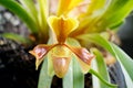 Paphiopedilum villosum Lindl. Stein