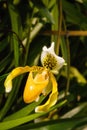 Paphiopedilum villosum orchid on nature background.