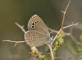 Paphos Blue Butterfly