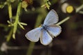 Paphos Blue Butterfly