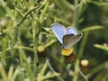 Paphos Blue Butterfly