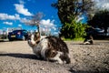 Abandoned cats