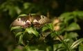 Orange Lacewing in Melbourne