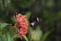 Papilio aegeus ssp. aegeus